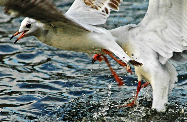 Seagulls