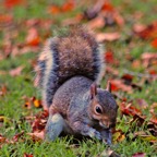Squirrel1.jpg