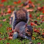Squirrel1